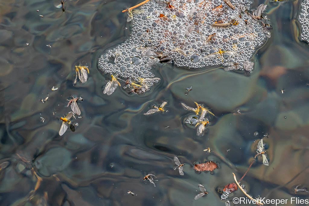 PMDs in Eddy | www.johnkreft.com