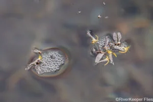 PMDs of Water | www.johnkreft.com