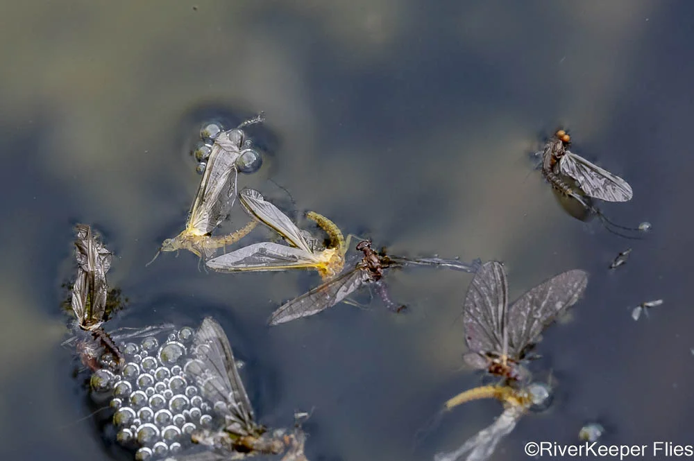 Partially Submerged Mayfly | www.johnkreft.com