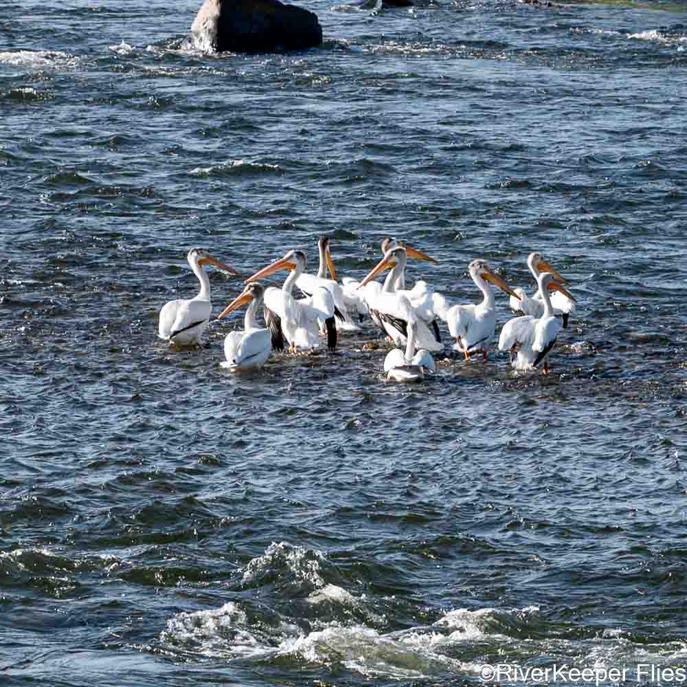 Pelicans on Madison River | www.johnkreft.com