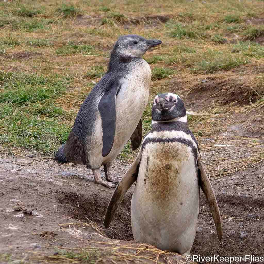 Penquins on Magdalena Island - Punta Arenas, Chile | www.johnkreft.com