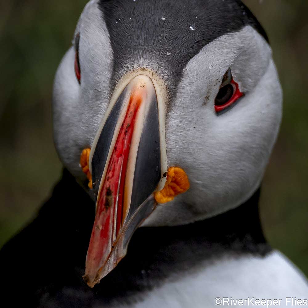 Puffin Closeup - Front View | www.johnkreft.com