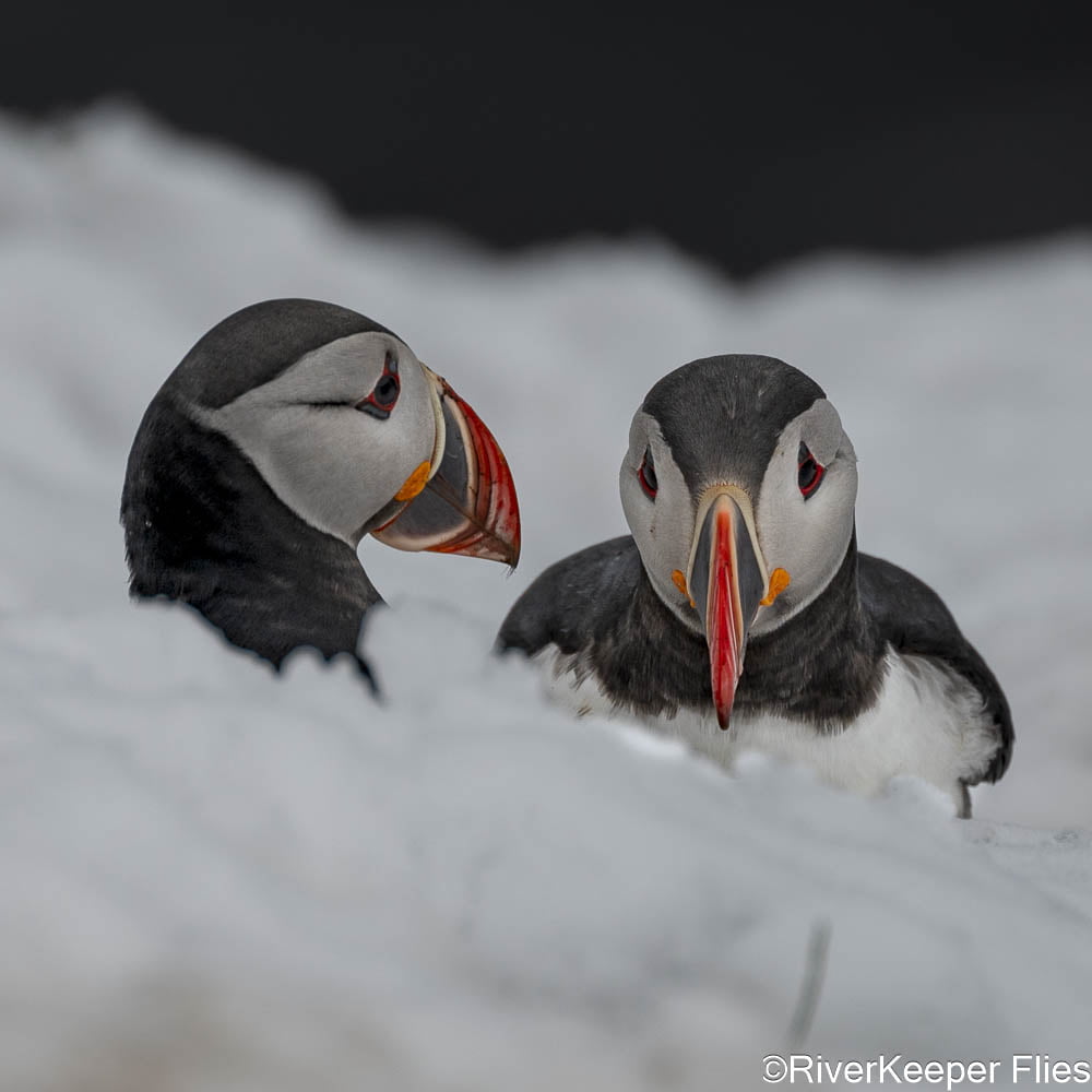 Puffin Heads | www.johnkreft.com