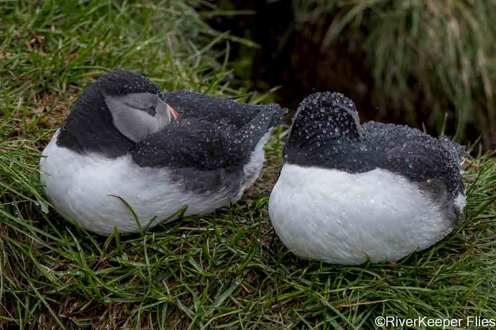 Puffin Pair Keeping Warm | www.johnkreft.com