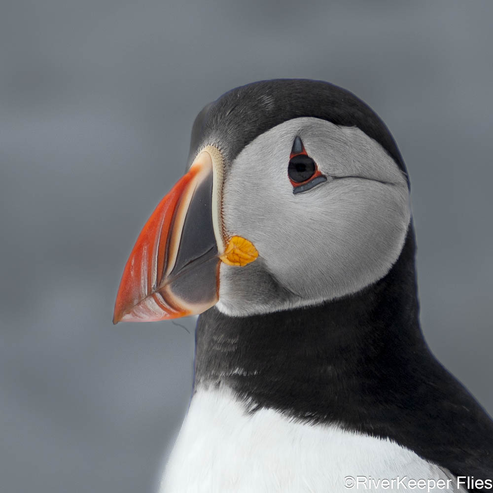 Puffin Profile | www.johnkreft.com