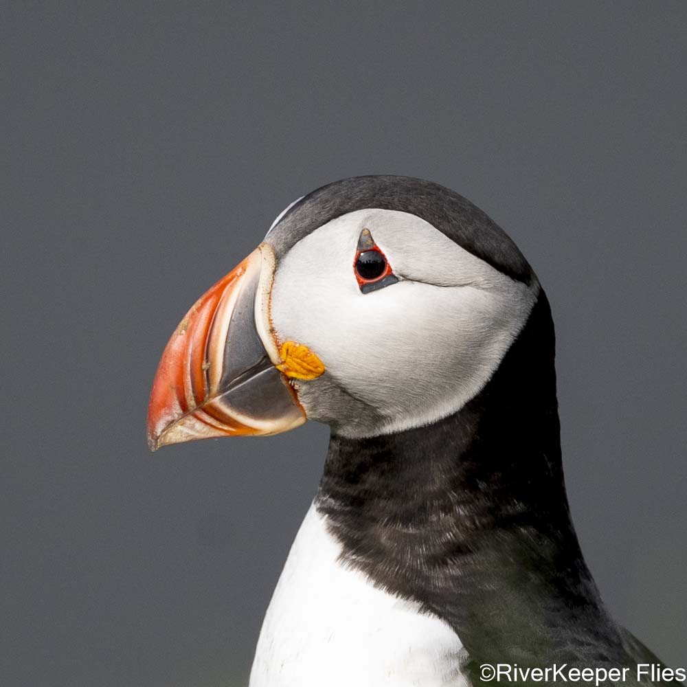 Puffin Side View | www.johnkreft.com