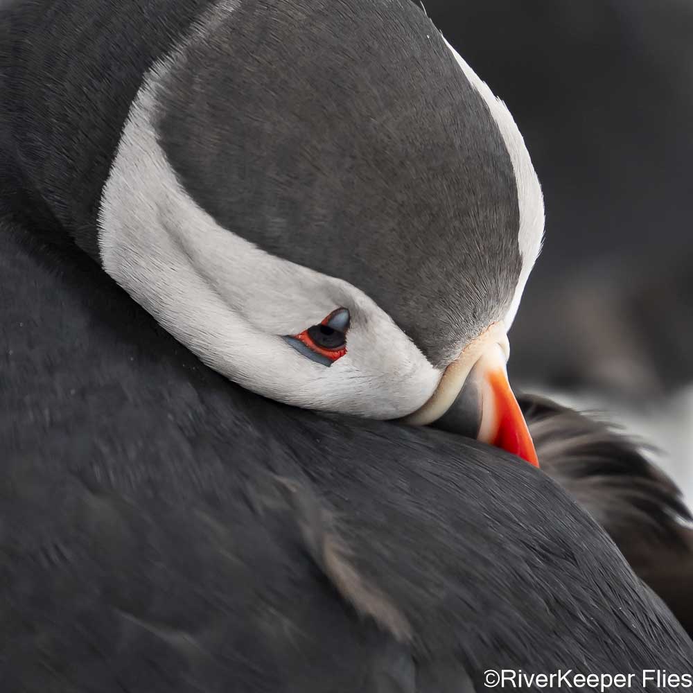Puffin and Beak Tucked In | www.johnkreft.com