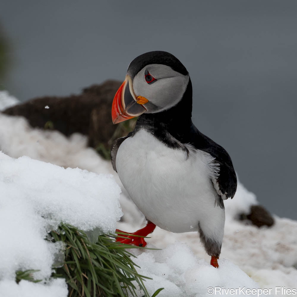 Puffin on Snow | www.johnkreft.com