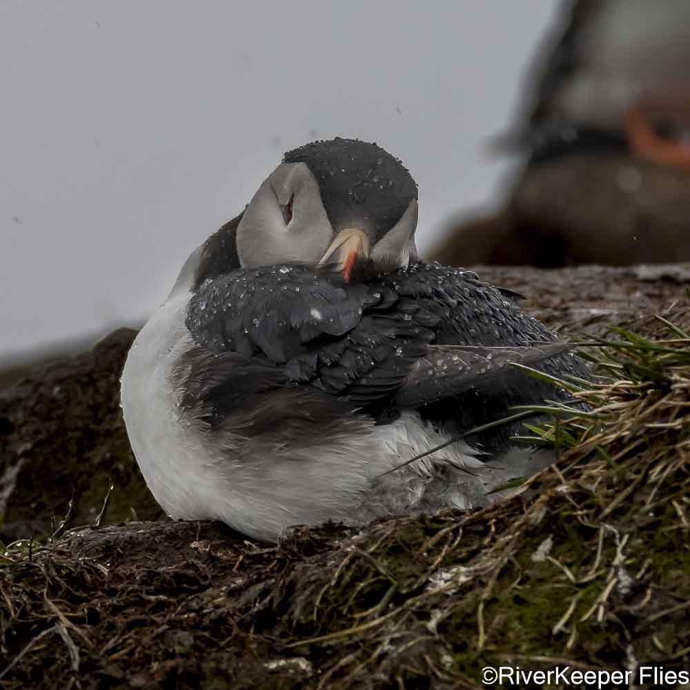 Puffin with Beak Tucked In | www.johnkreft.com