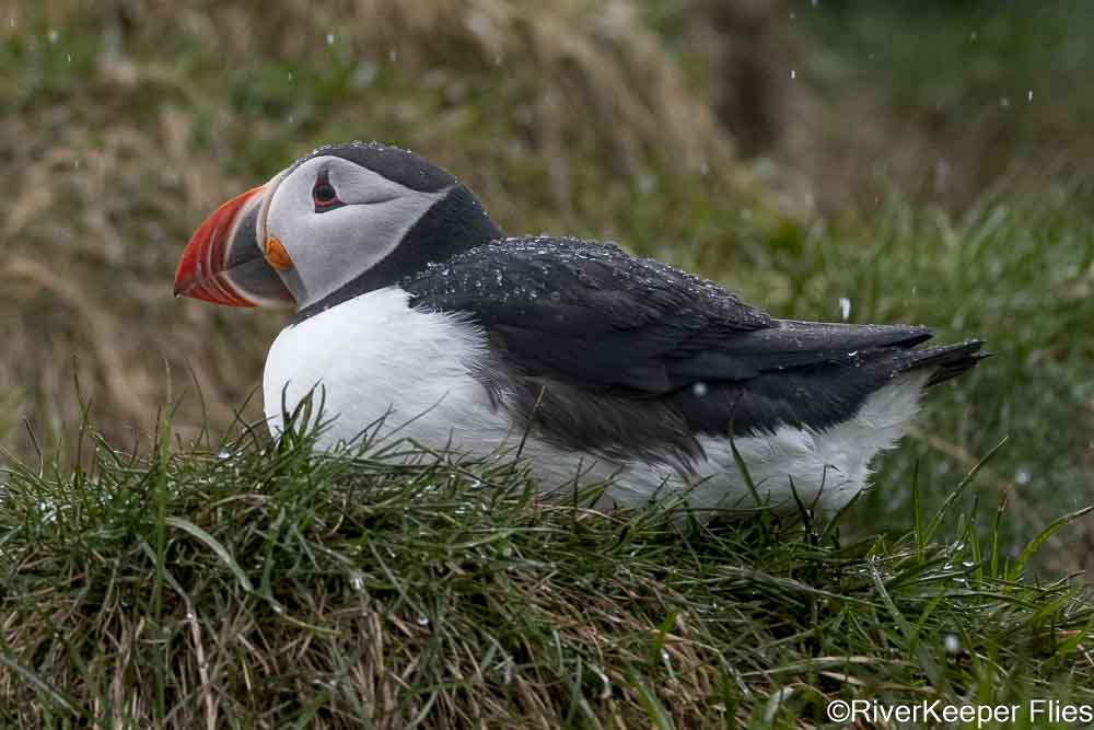 Puffin with Ice on Back | www.johnkreft.com