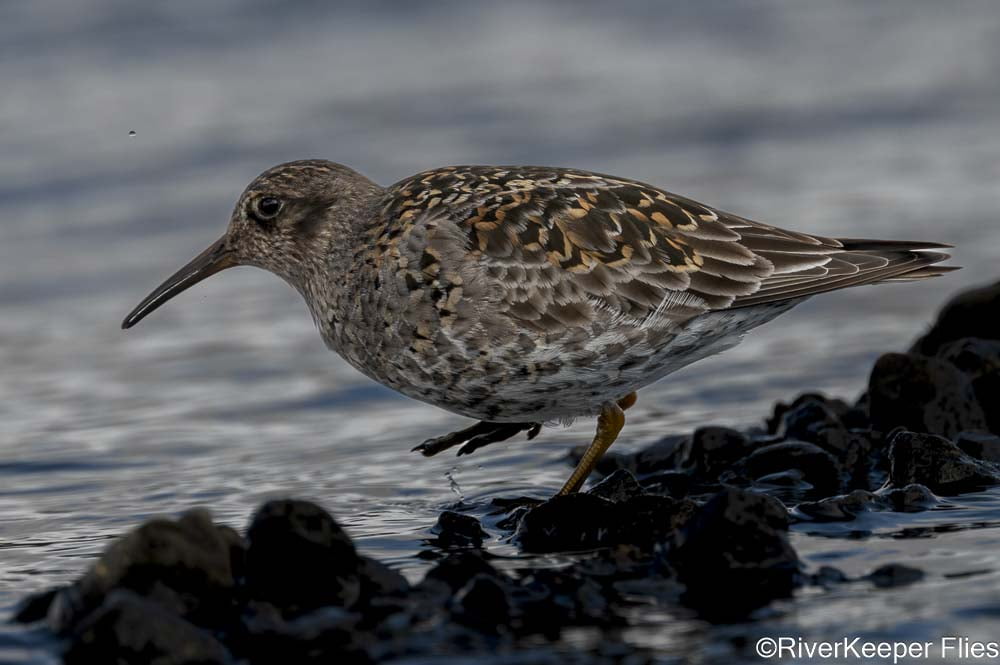Purple Sandpiper on One Leg | www.johnkreft.com
