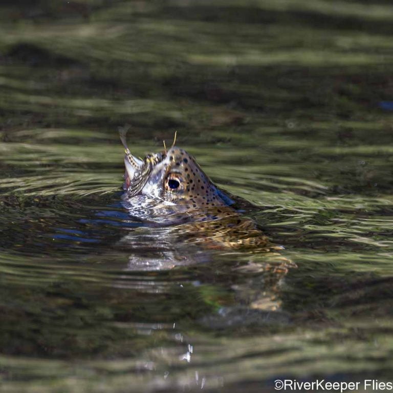 Fishing the Green Drake Hatch - RiverKeeper Flies