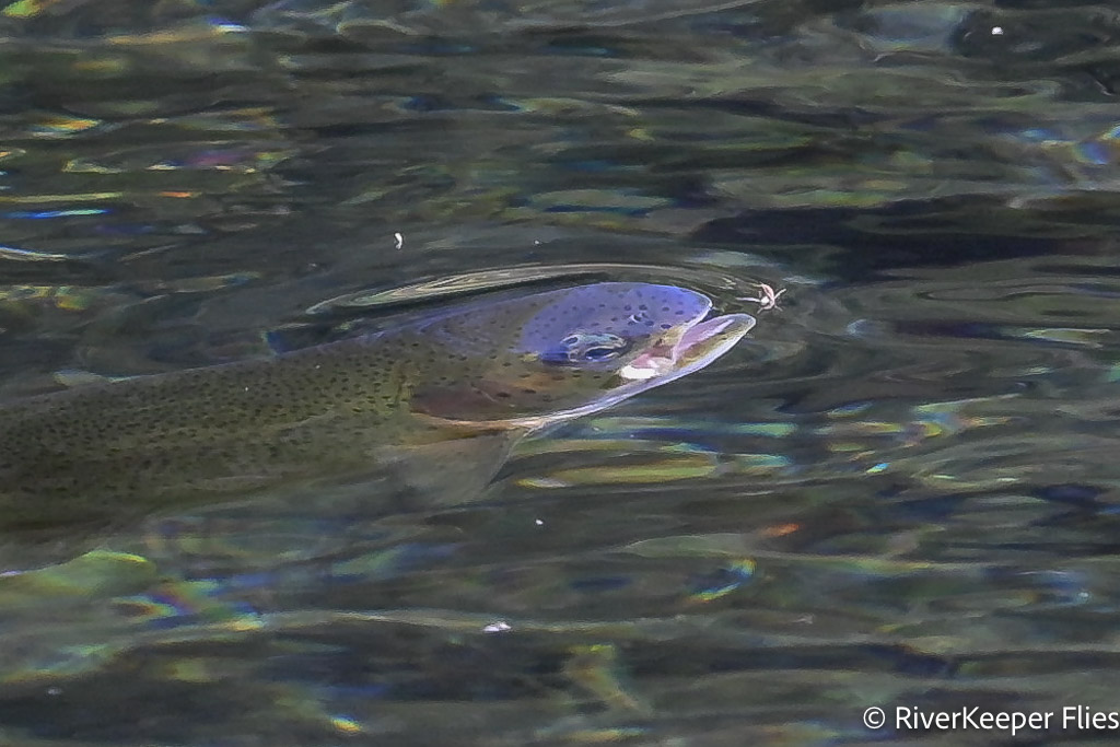Rainbow Eating Mayfly on Metolius | www.johnkreft.com