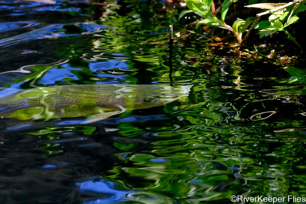 Rainbow Feeding on Mayfly - Metolius | www.johnkreft.com