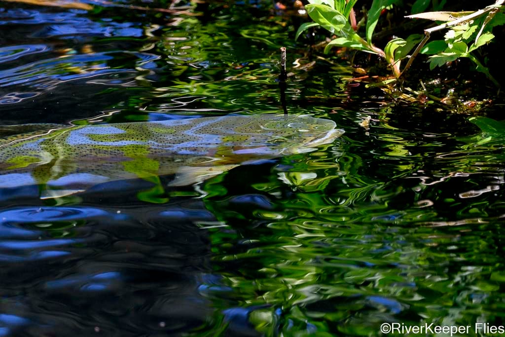 Rainbow Feeding on Mayfly - Metolius | www.johnkreft.com