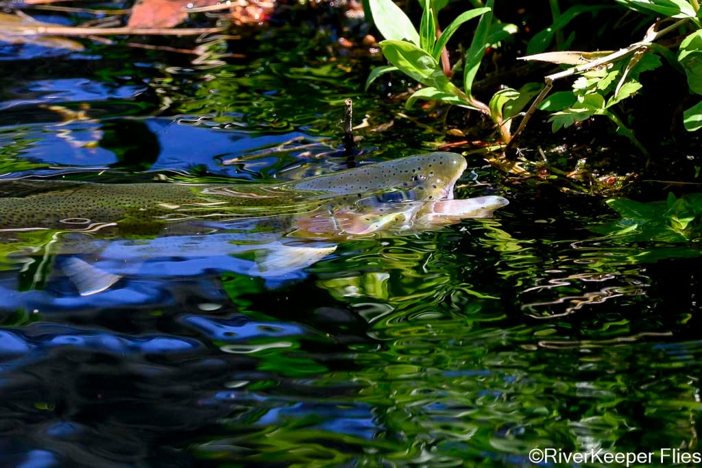 Rainbow Feeding on Mayfly - Metolius | www.johnkreft.com