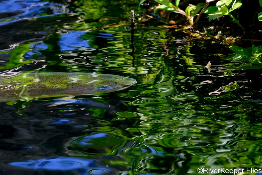 Rainbow Feeding on Mayfly - Metolius | www.johnkreft.com