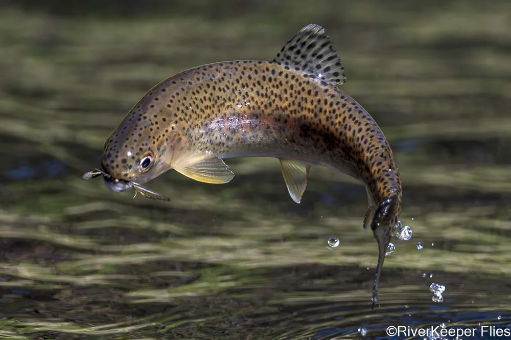 Rainbow Returning to Water with Green Drake in Mouth | www.johnkreft.com