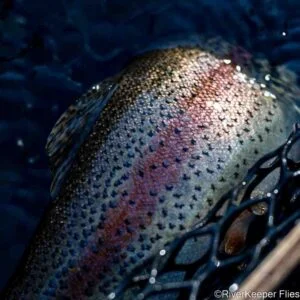 Rainbow Side | www.riverkeeperflies.com