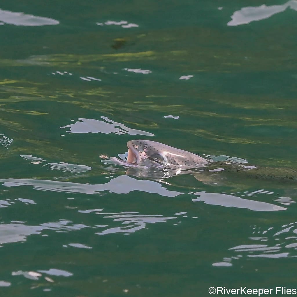 Rainbow Trout Eating Dry Fly on Rio Futaleufú | www.johnkreft.com