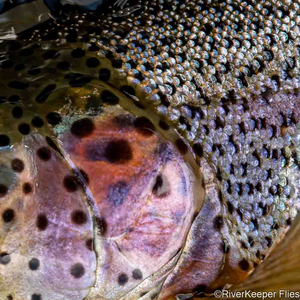 Rainbow Trout Gill Plate and Scales | www.riverkeeperflies.com