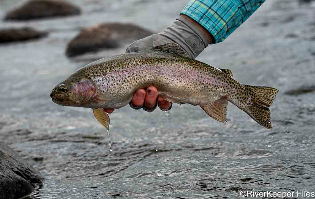Rainbow Trout - Madison River | www.johnkreft.com