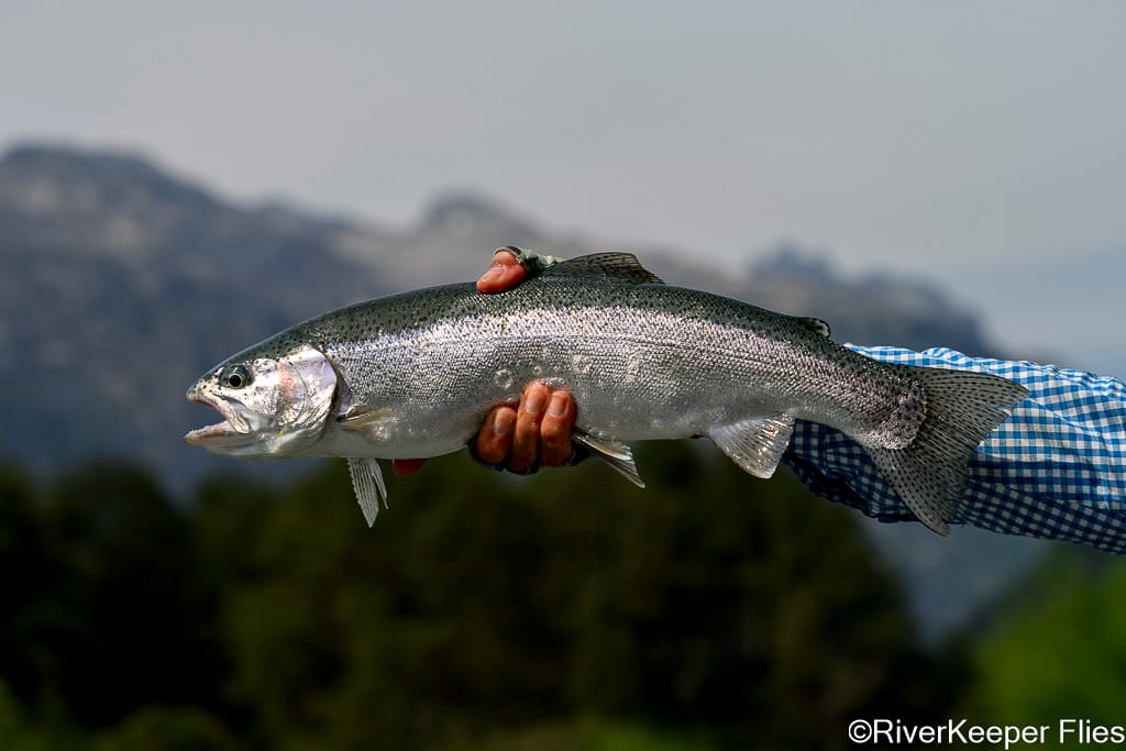 Rainbow Trout - Rio Futaleufú | www.johnkreft.com