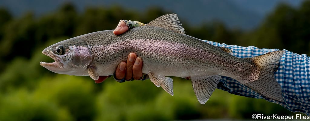 Rainbow Trout from Rio Futaleufú | www.johnkreft.com