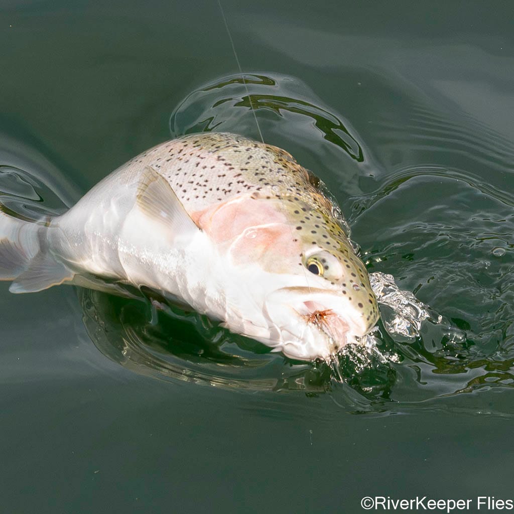 Rainbow with Caddis Soft Hackle - Upper Columbia River | www.johnkreft.com