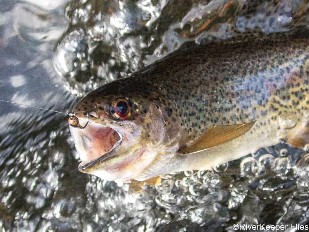 Rainbow with Pheasant Tail Perdigon | www.johnkreft.com