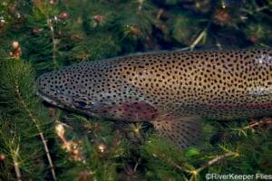 Released Rio Calfiquitra Rainbow | www.johnkreft.com