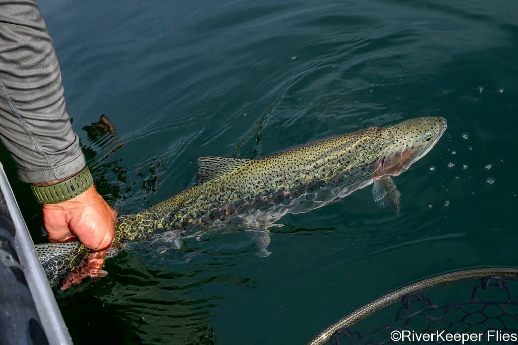 Releasing 24 Inch Upper Columbia River Trout | www.johnkreft.com