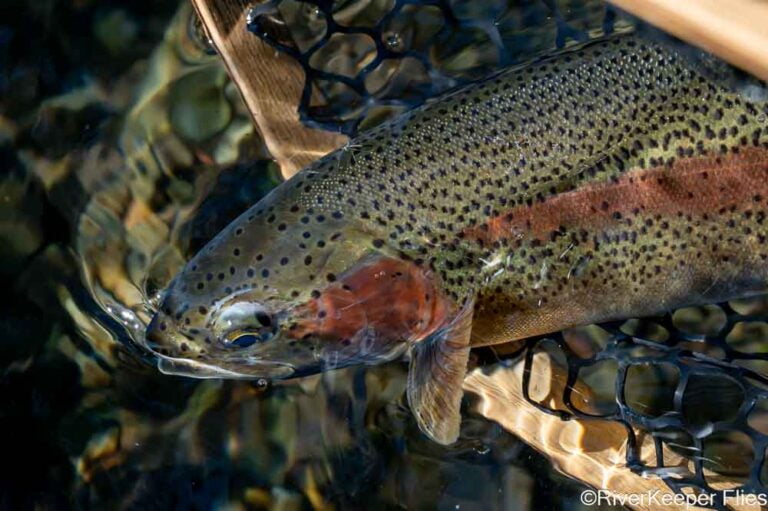 Releasing Metolius Rainbow Trout | www.johnkreft.com