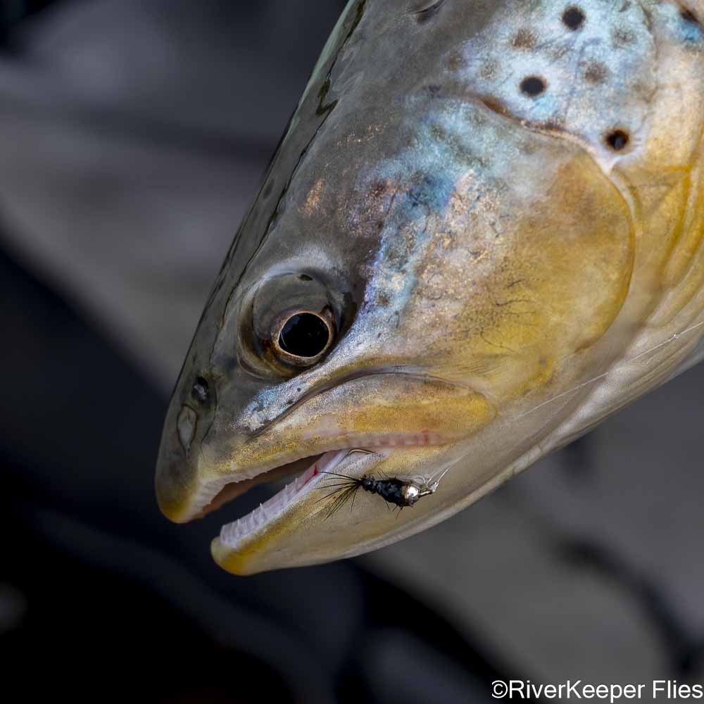 Rio Baguales with Juan Carlos Condor Fly | www.johnkreft.com