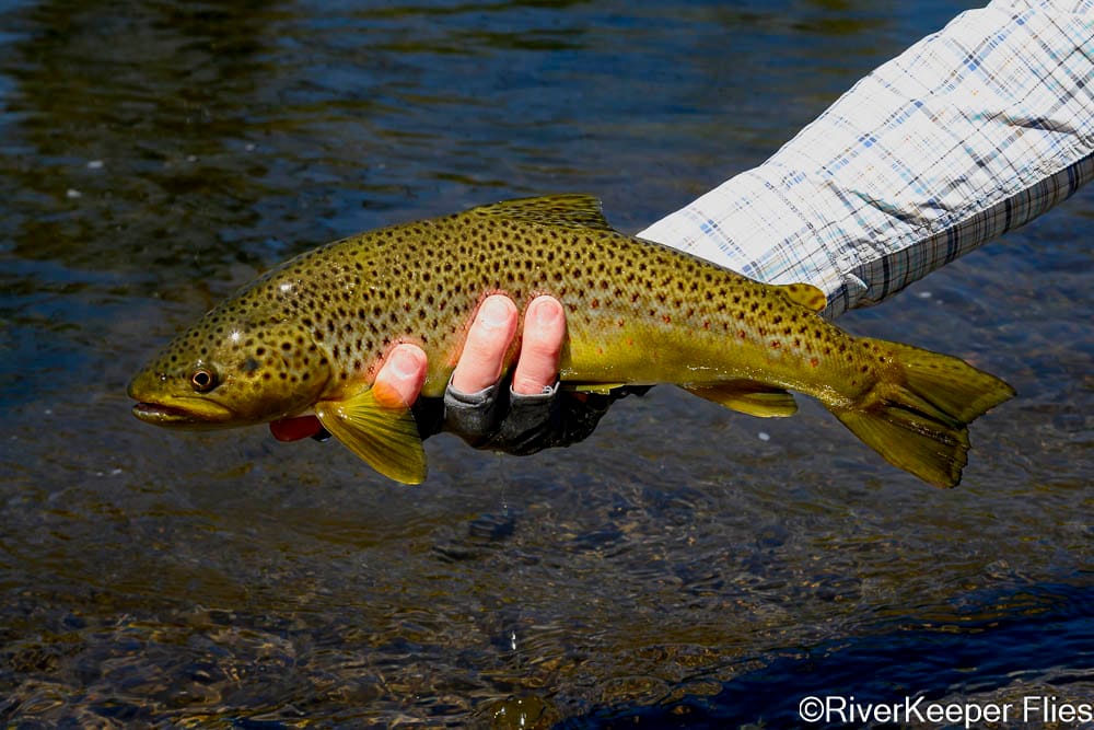 Rio Codihue Brown - Day 6 | www.johnkreft.com