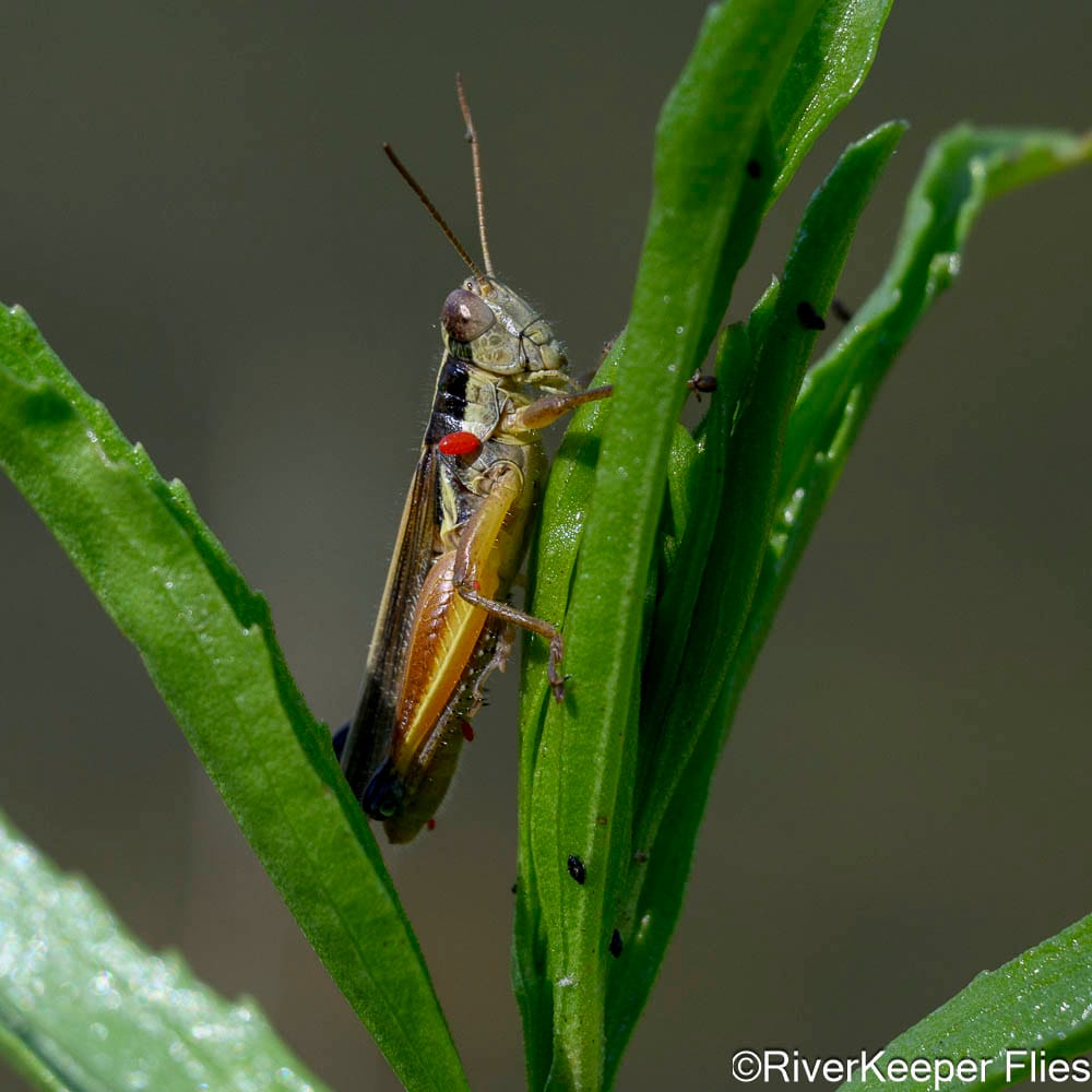 Rio Codihue Grasshopper - Day 4 | www.johnkreft.com