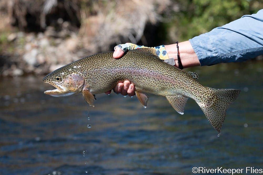Rio Codihue Grasshopper Run Rainbow - Day 3 | www.johnkreft.com