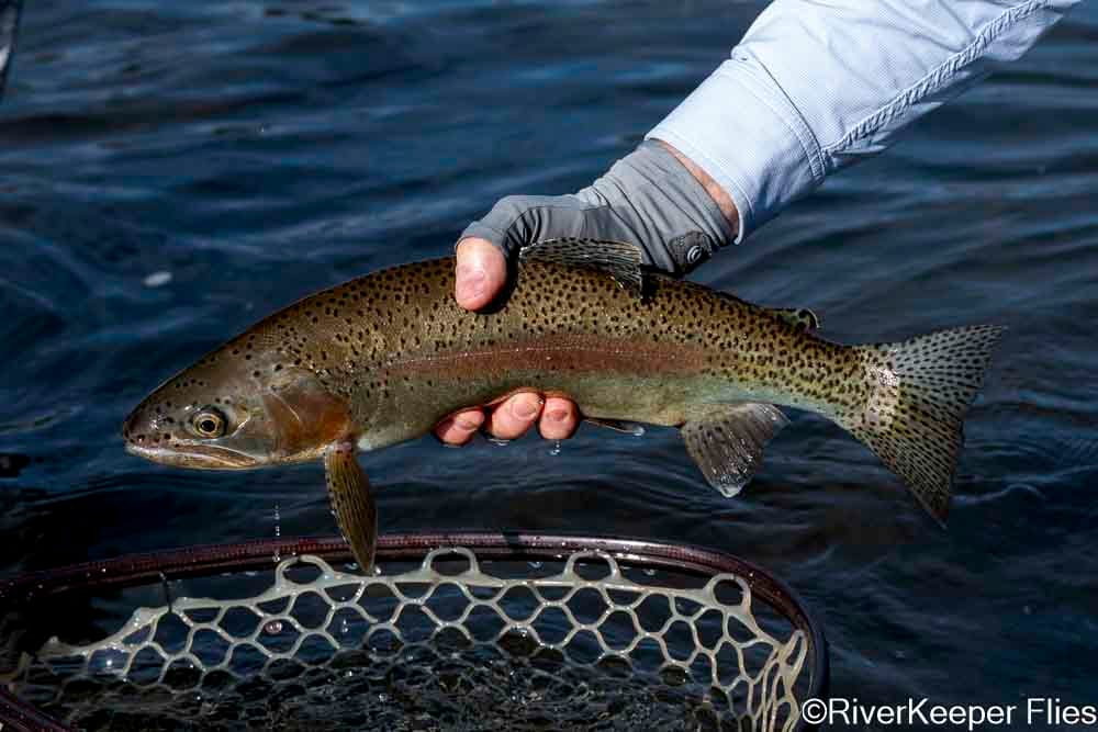 Rio Codihue Rainbow Closeup - Day 1 | www.johnkreft.com