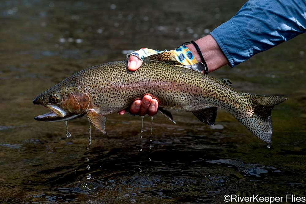 Rio Codihue Rainbow - Day 5 | www.johnkreft.com