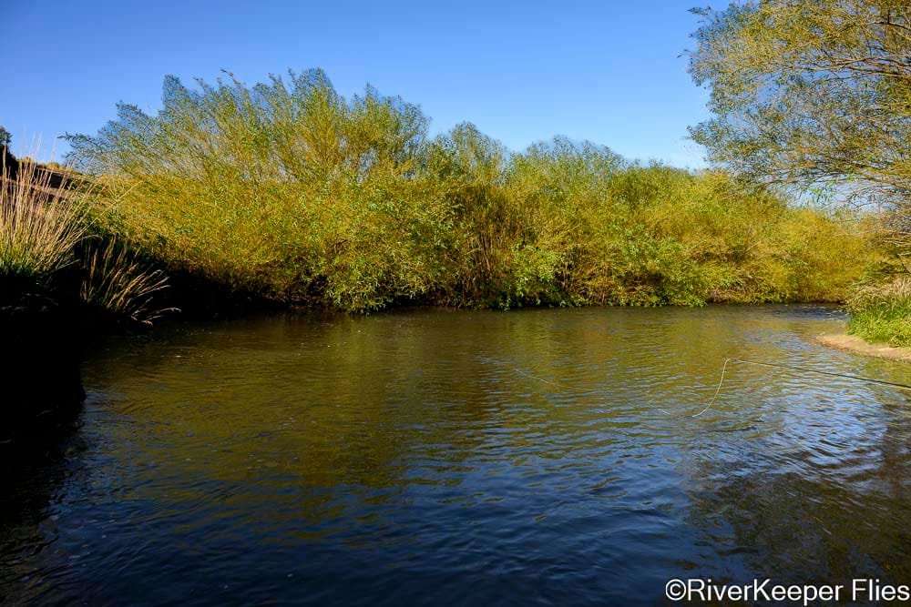 Rio Codihue Willows - Day 4 | www.johnkreft.com
