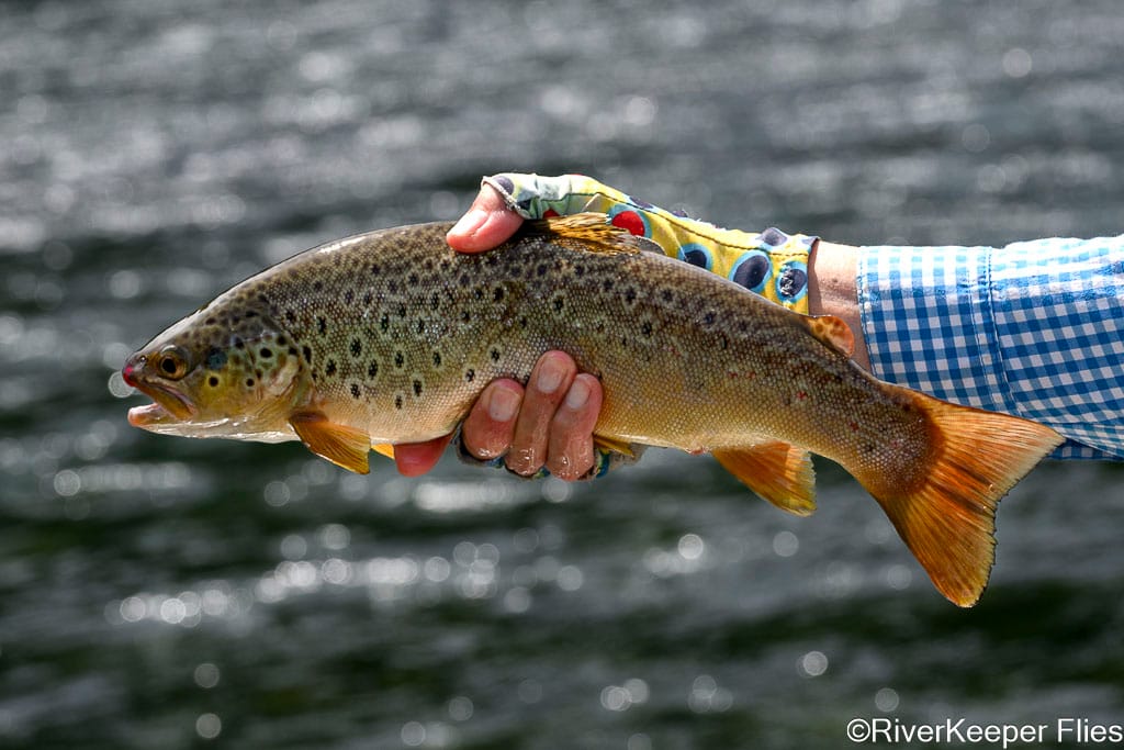 Rio Futaleufú Brown Trout | www.johnkreft.com