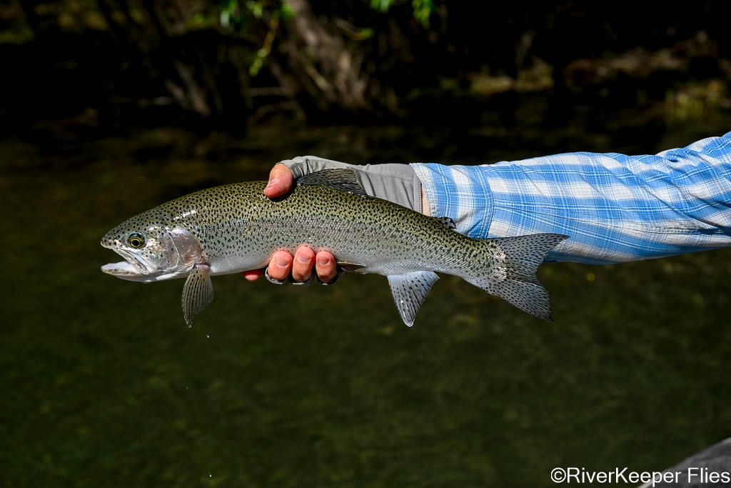 Rio Futaleufú Rainbow Trout | www.johnkreft.com