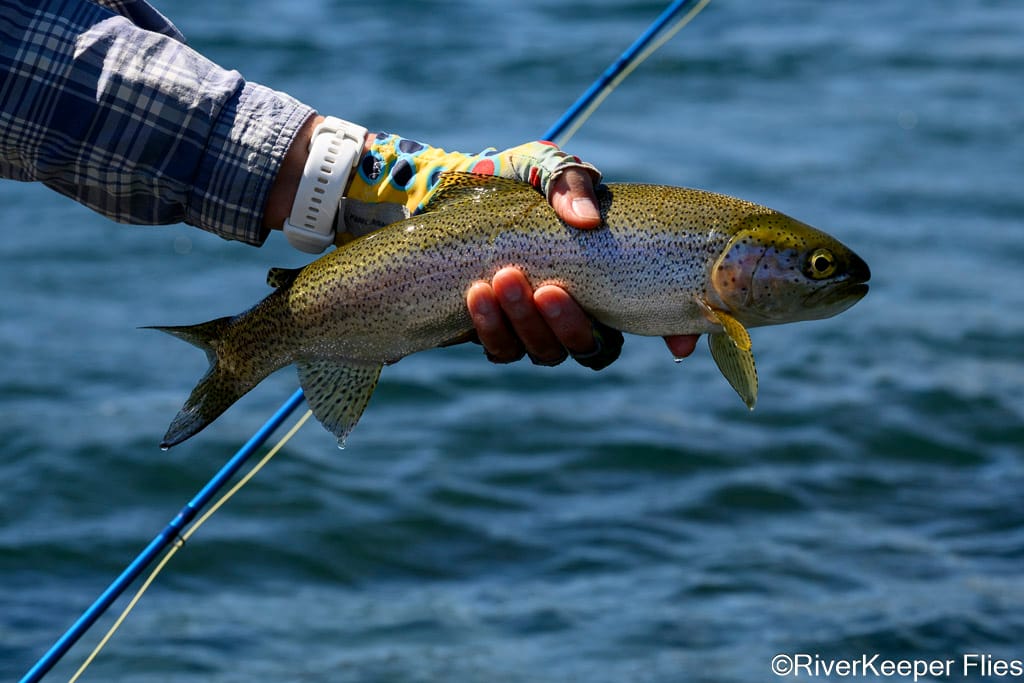 Rio Futaleufú Rainbow Trout | www.johnkreft.com