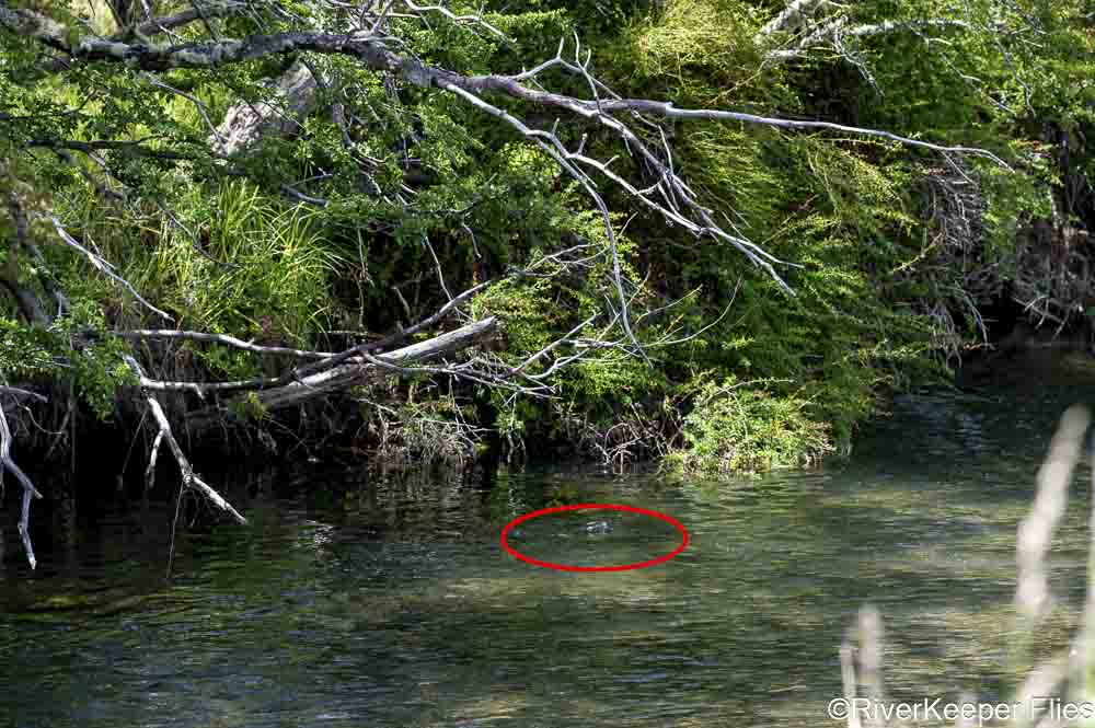 Rio Tres Pasos Brown Trout Eating Fly | www.johnkreft.com