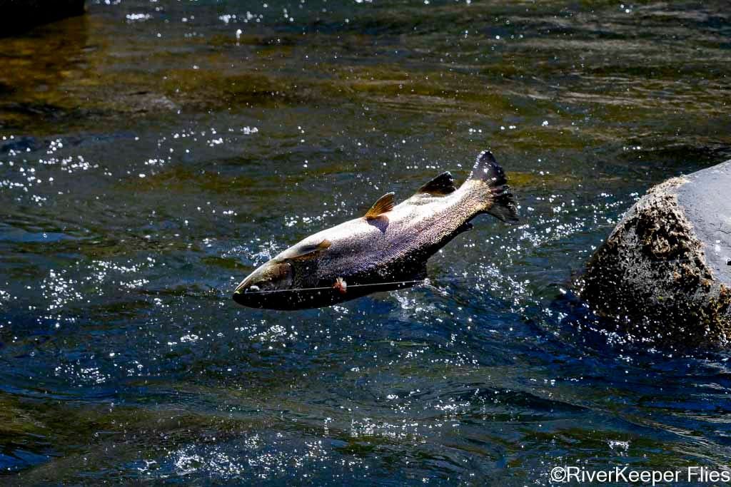 Rio Trocoman Rainbow Jumping | www.johnkreft.com