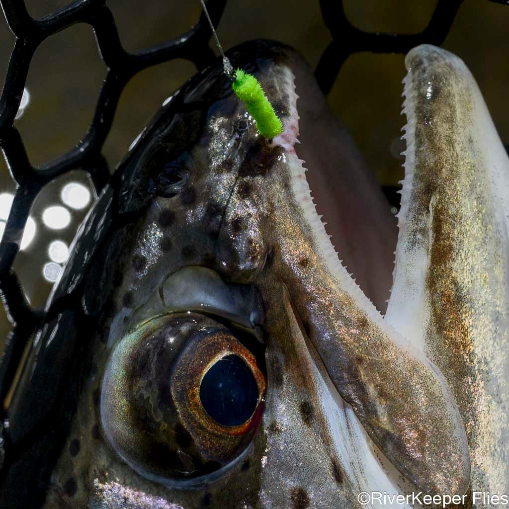 Rio Trocoman Rainbow with Willow Worm | www.johnkreft.com