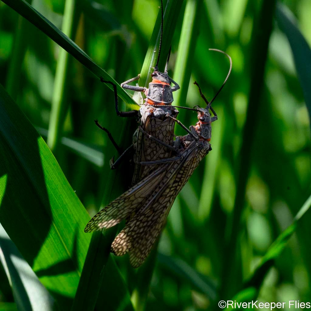 Salmonflies in Grass | www.johnkreft.com