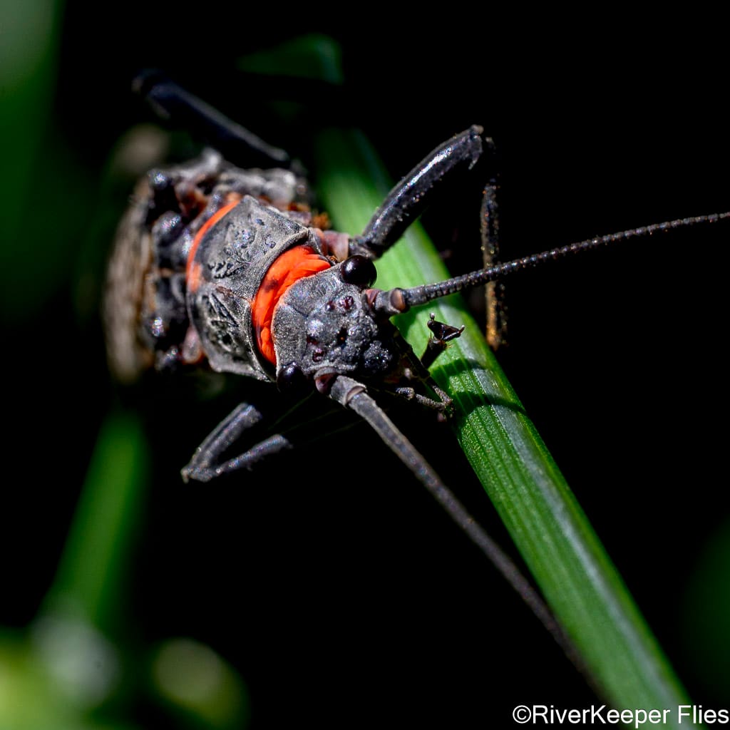 Salmonfly Closeup - Deschutes | www.johnkreft.com