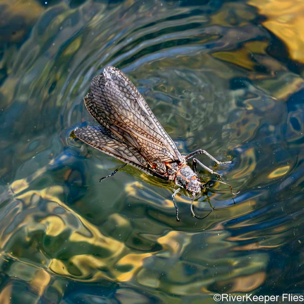Salmonfly Swimming on Water - Deschutes | www.johnkreft.com