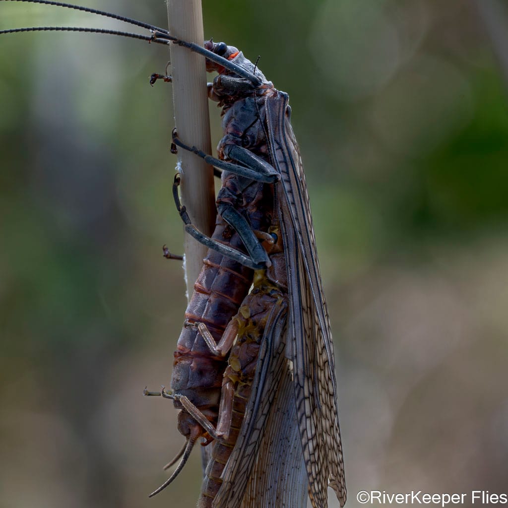 Salmonfly and Golden Stone | www.johnkreft.com
